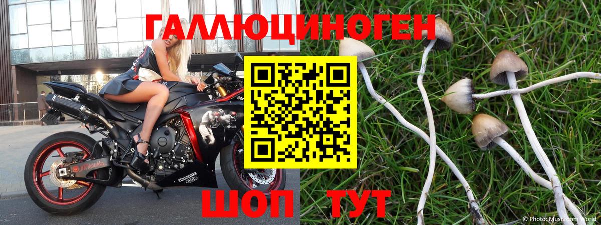 Псилоцибиновые грибы MAGIC MUSHROOMS  Вход с VPN  Торжок 